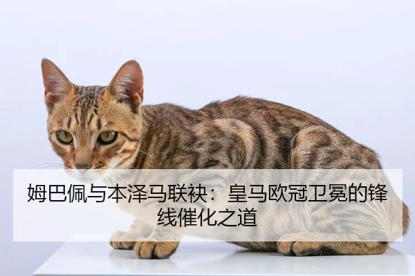姆巴佩与本泽马联袂：皇马欧冠卫冕的锋线催化之道
